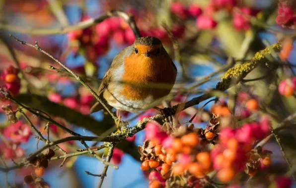 Picture trees, branches, berries, bird, fruit, bokeh, Robin