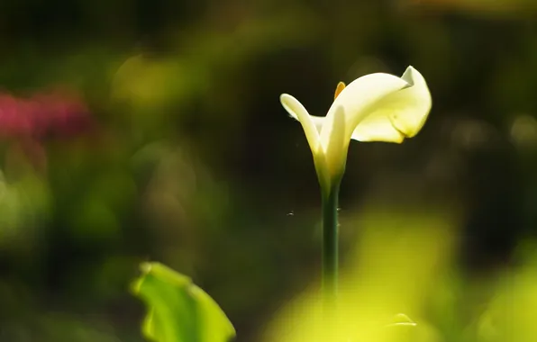 White, flower, light, flowers, the dark background, leaf, blur, stem