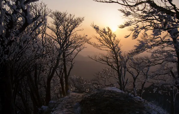 Picture trees, landscape, morning