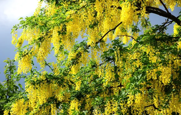 Spring, acacia, cvetelina