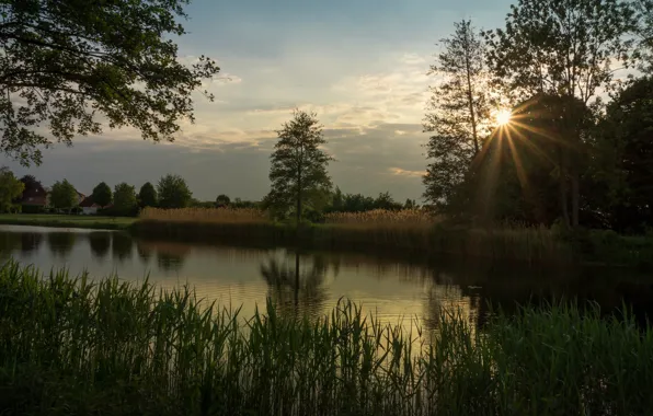 Forest, grass, the sun, clouds, rays, trees, reflection, shore