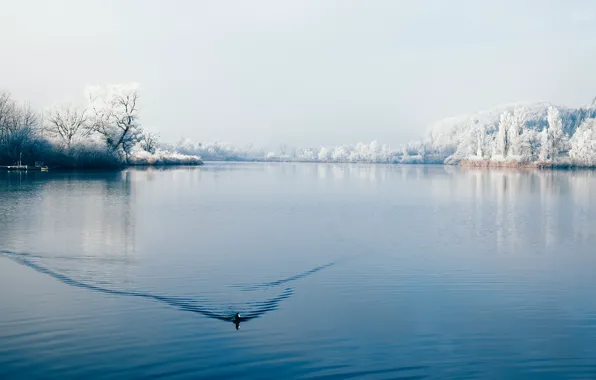Picture winter, lake, bird