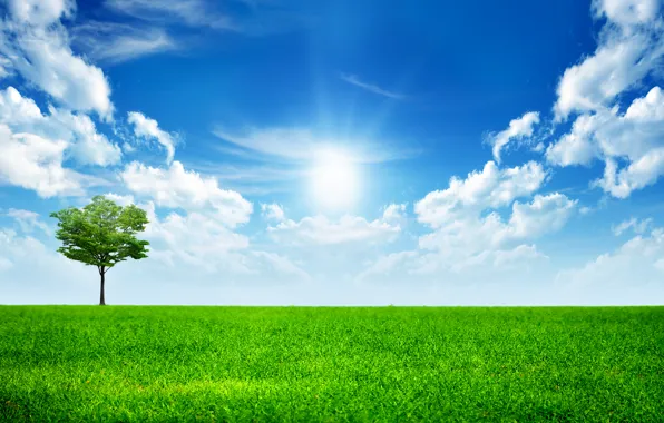 Picture the sky, grass, clouds, tree, green, grass, sky, trees