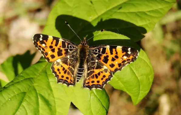 Leaves, microsemi, butterfly, wings, insect, beautiful, closeup