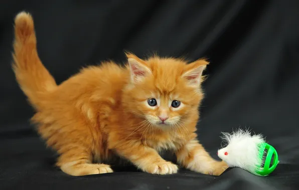 Picture kitty, toy, fluffy, red