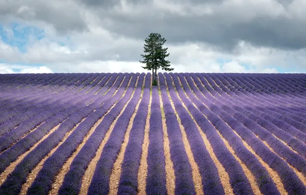 Picture landscape, nature, tree, lavender