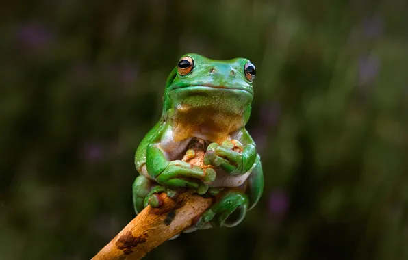 Picture nature, Australia, Adelaide, branch, frog