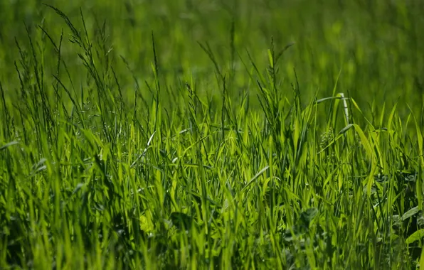 Picture greens, summer, grass, nature, photo, spring, green, macro Wallpaper