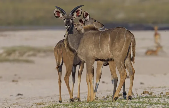 Animals, nature, antelope, DUELL ©