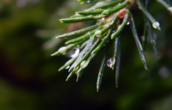 Drops, macro, Spruce
