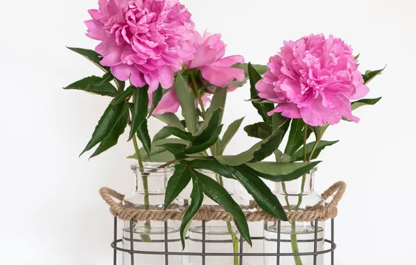 Picture background, banks, basket, peonies