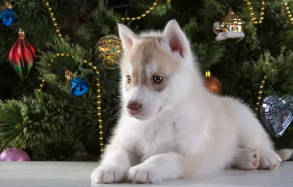 Picture tree, new year, puppy, husky, breed