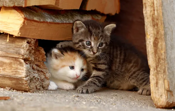 Cat, look, cats, pose, kitty, kittens, face, a couple
