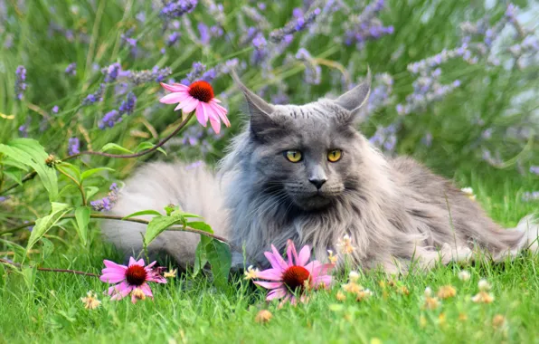 Cat, grass, cat, look, face, flowers, nature, grey