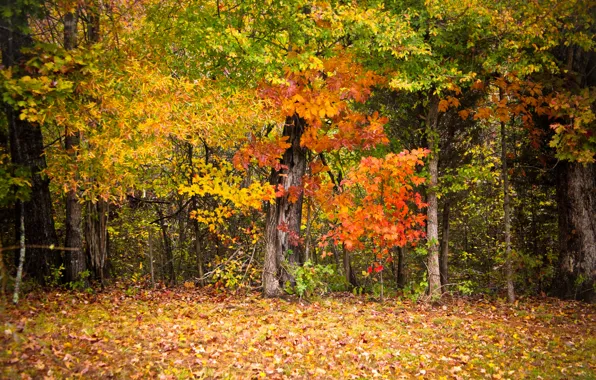 Picture autumn, leaves, trees, colorful