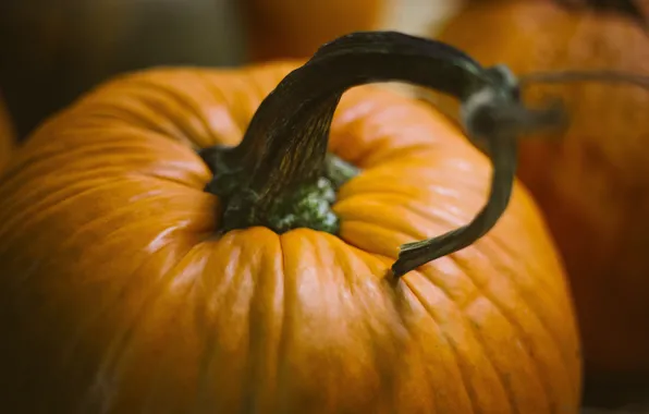 Picture pumpkin, halloween, pumpkins