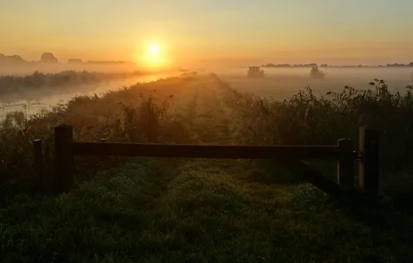 Road, field, summer, the sky, grass, the sun, light, fog