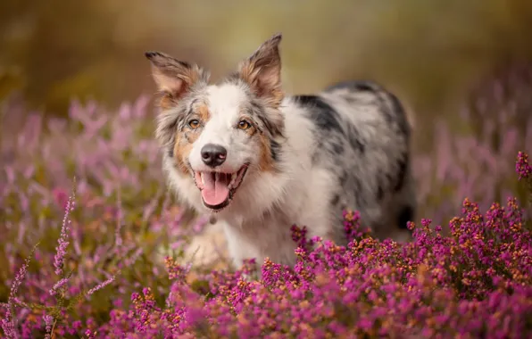 Nature, each, dog