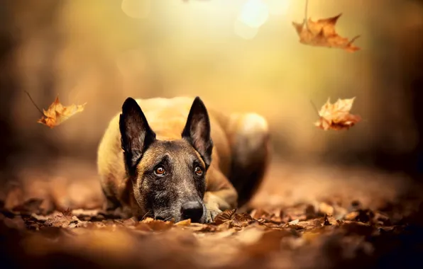 Picture autumn, face, leaves, dog, blur, ears, fallen leaves, Malinois