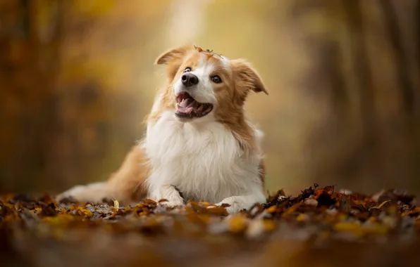 Autumn, language, nature, Park, dog, mouth, lies, autumn leaves