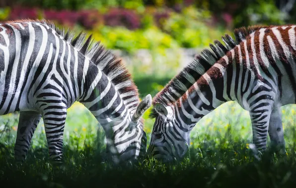 Light, pose, glade, Zebra, pair, Zebra, two zebras
