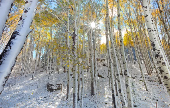Forest, leaves, the sun, rays, snow, trees, slope, Colorado