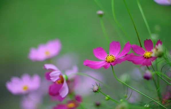 Picture flowers, nature, plant, petals, stem