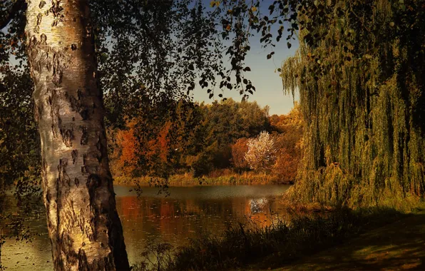 Picture autumn, forest, light, trees, lake, pond, thickets, branch