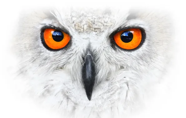 Background, bird, Eagle Owl