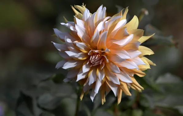 Flower, leaves, macro, background, garden, two-tone, Dahlia, yellow