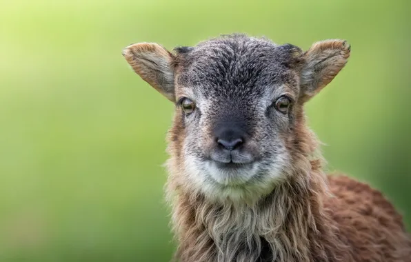 Look, smile, portrait, lamb, face, cub, sheep, green background