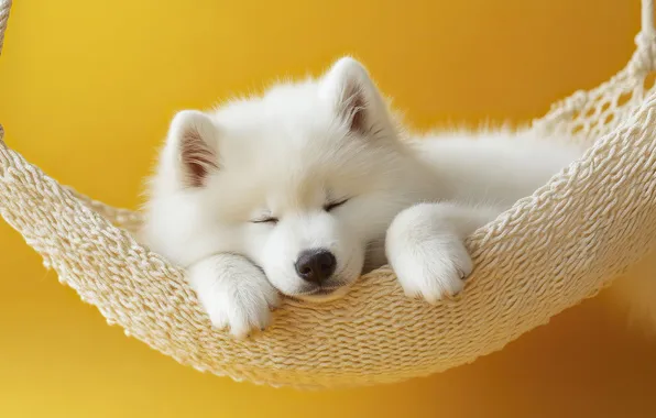 Pose, sleep, legs, dog, hammock, sleeping, puppy, lies