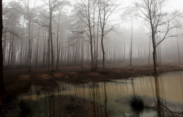 Forest, landscape, nature, fog