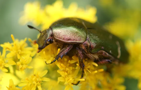 Picture macro, flowers, yellow, beetle, insect, Wallpaper from lolita777, brantovka Golden