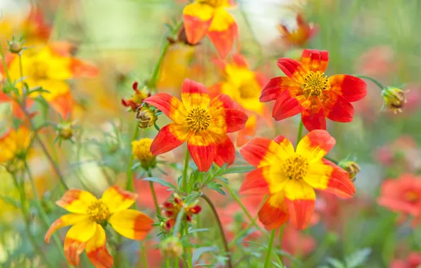 Field, nature, plant, petals, meadow