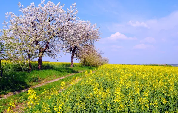 Field, the sky, trees, nature, color, spring, Germany, May