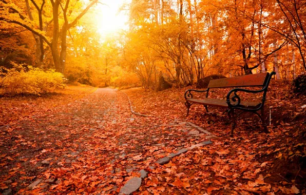 Relax, forest, trees, nature, park, beautiful, glow, autumn
