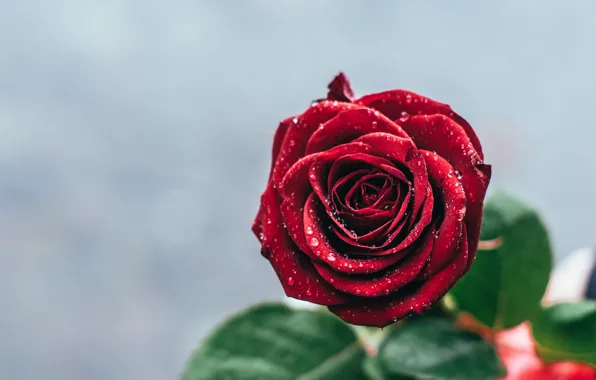 Drops, macro, background, roses, buds