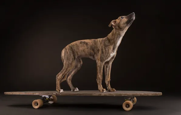 Picture dog, Board, skate