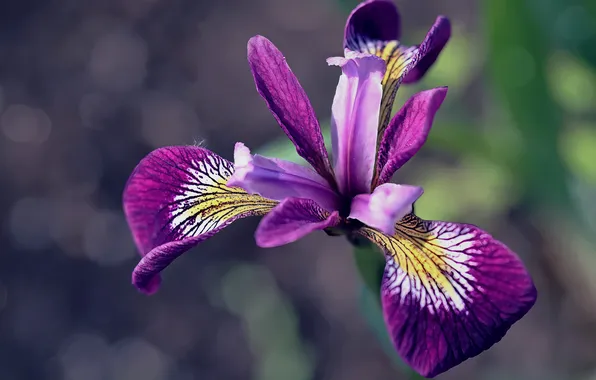 Flower, macro, lilac, spring, petals, bokeh, iris
