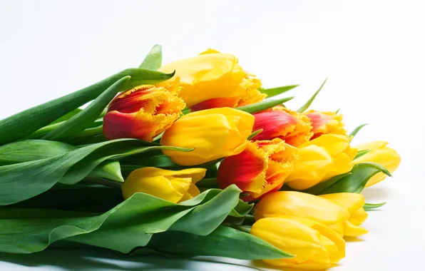 Picture flowers, background, bouquet, tulips, a lot