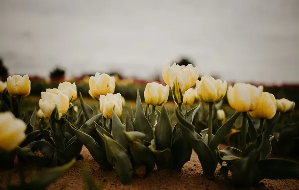 The sky, flowers, yellow, spring, garden, tulips, flowerbed