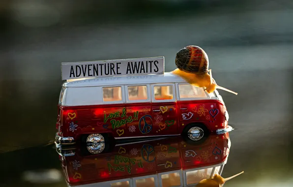 Water, macro, reflection, background, toy, snail, puddle, bus