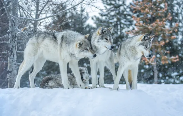 Picture winter, snow, predators, pack, wolves, orderlies of the forest