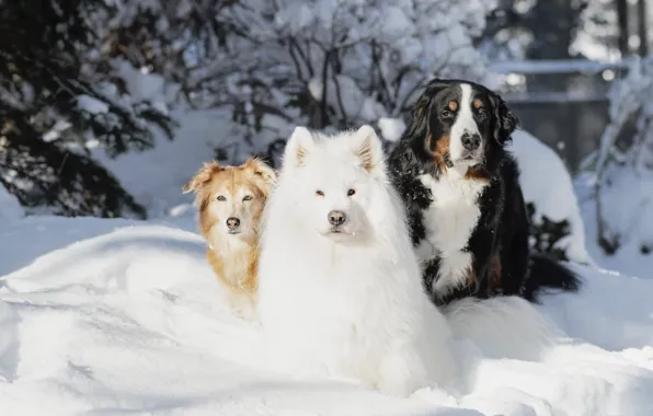 Winter, look, snow, nature, pose, dog, face, Samoyed