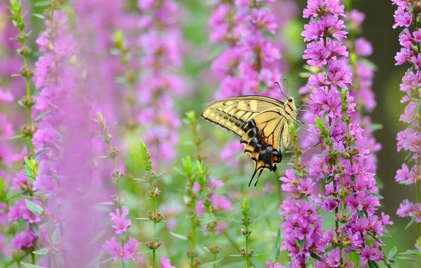 Picture macro, flowers, butterfly, Swallowtail