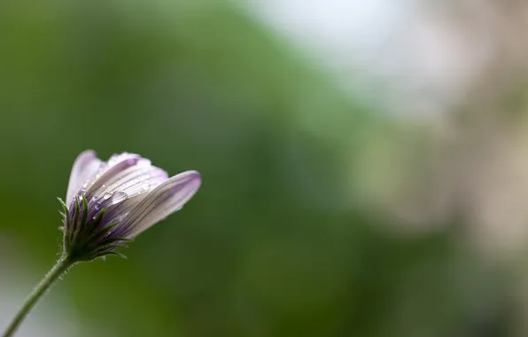 Flowers, nature, background