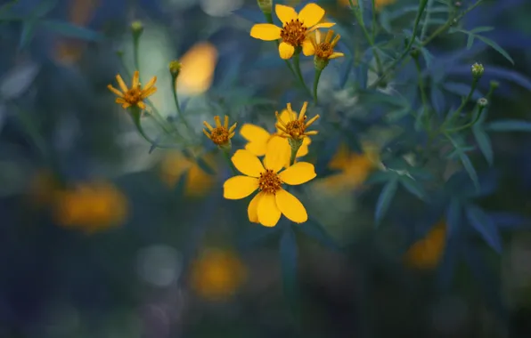 Picture flowers, yellow, petals