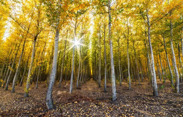 Autumn, forest, trees