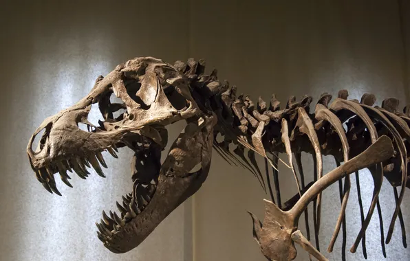 Picture head, museum, shows, dinosaur, scavenger, carnivore, petrified bones, representation of the body